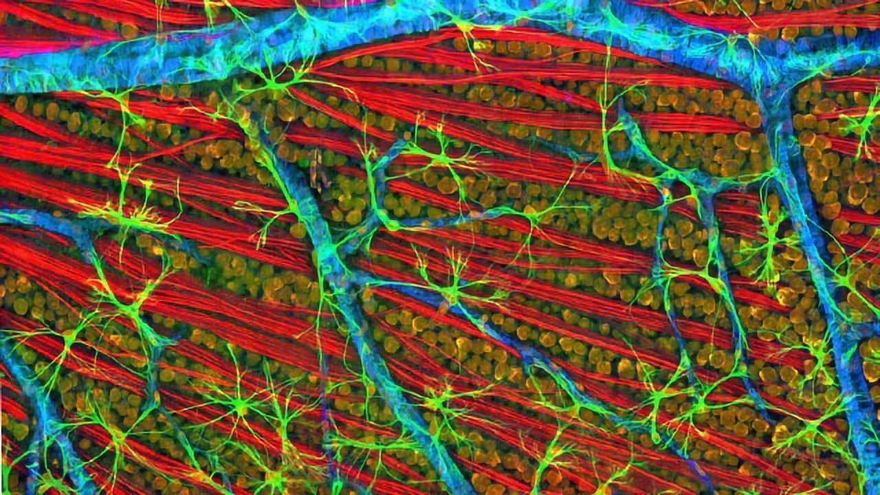 Optic Fiber Layer of a Mouse Retina