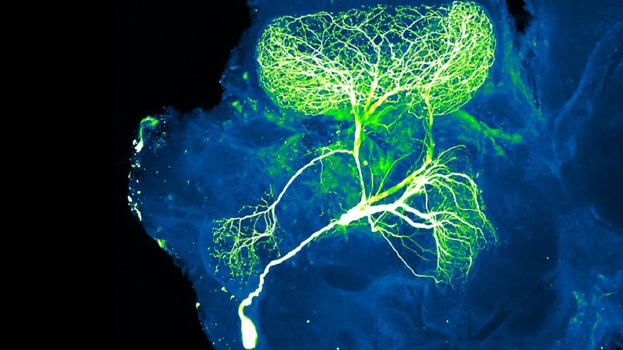 Neuron in an Insect Brain