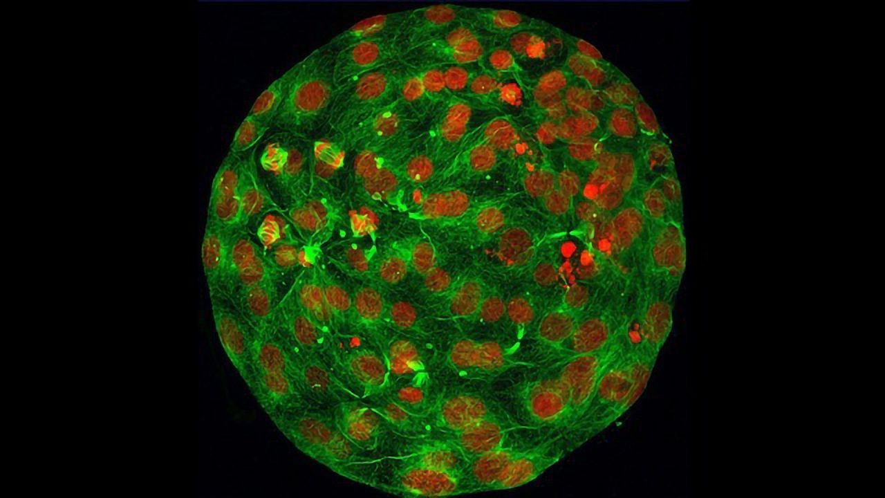 5-Day Embryo