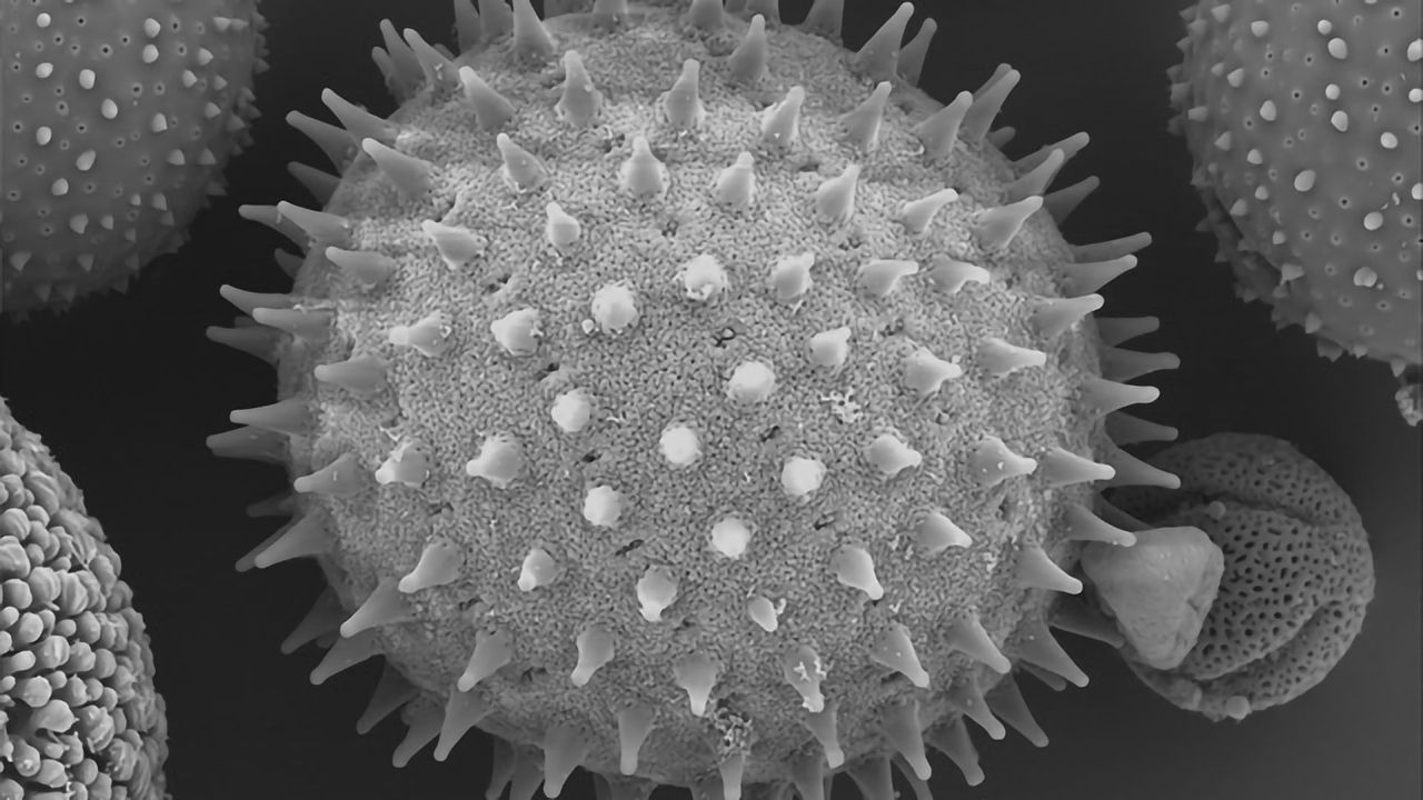 Sidalcea malviflora (Prairie Hollyhock) Pollen