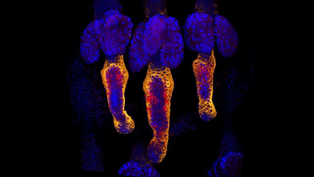 Making Wounds Heal Faster in Mice