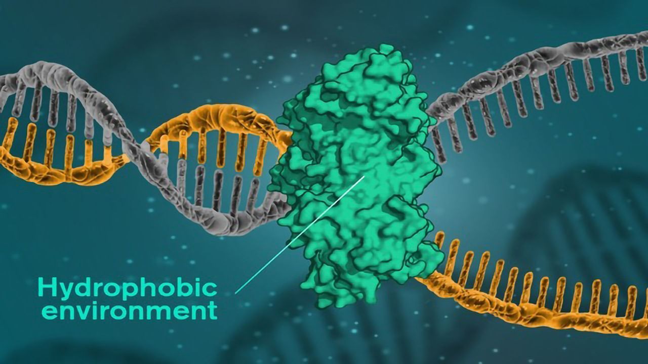 Disproving the Prevailing Theory of How DNA Binds Itself