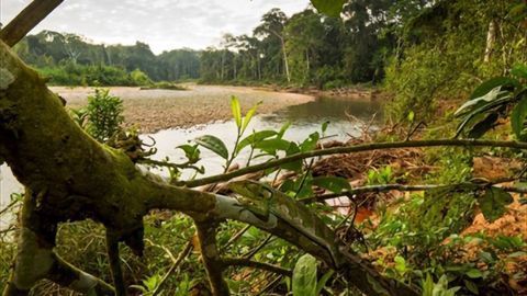 Protecting Wilderness Areas Could Halve Extinction Rates