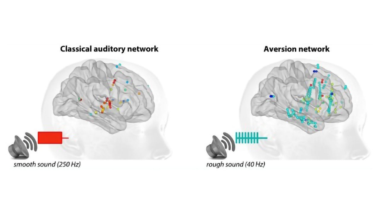 Why Do Harsh Sounds Disturb the Brain?