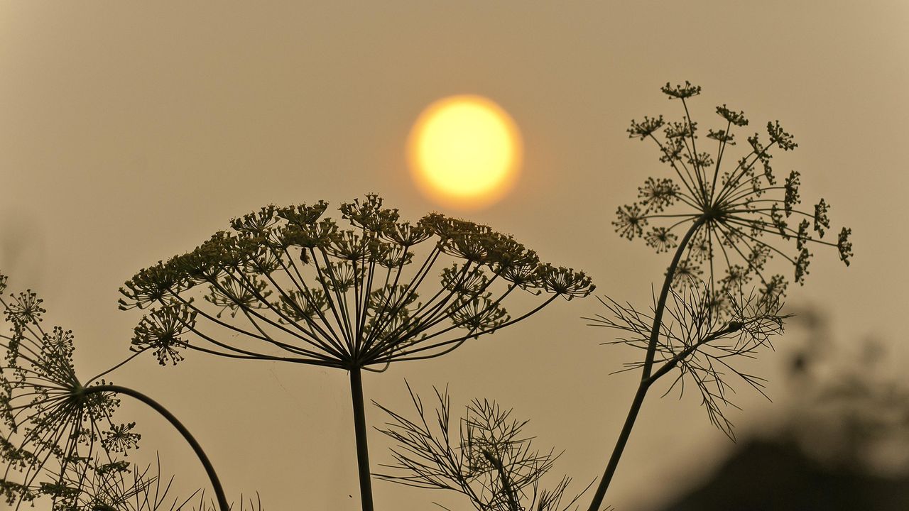 The Harmful Effects of Poor Air Quality