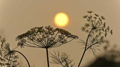 The Harmful Effects of Poor Air Quality