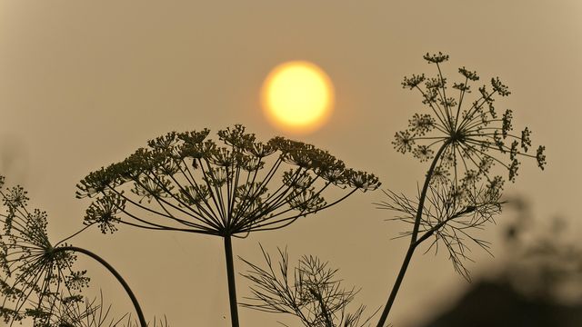 空气质量差的有害影响内容块的形象