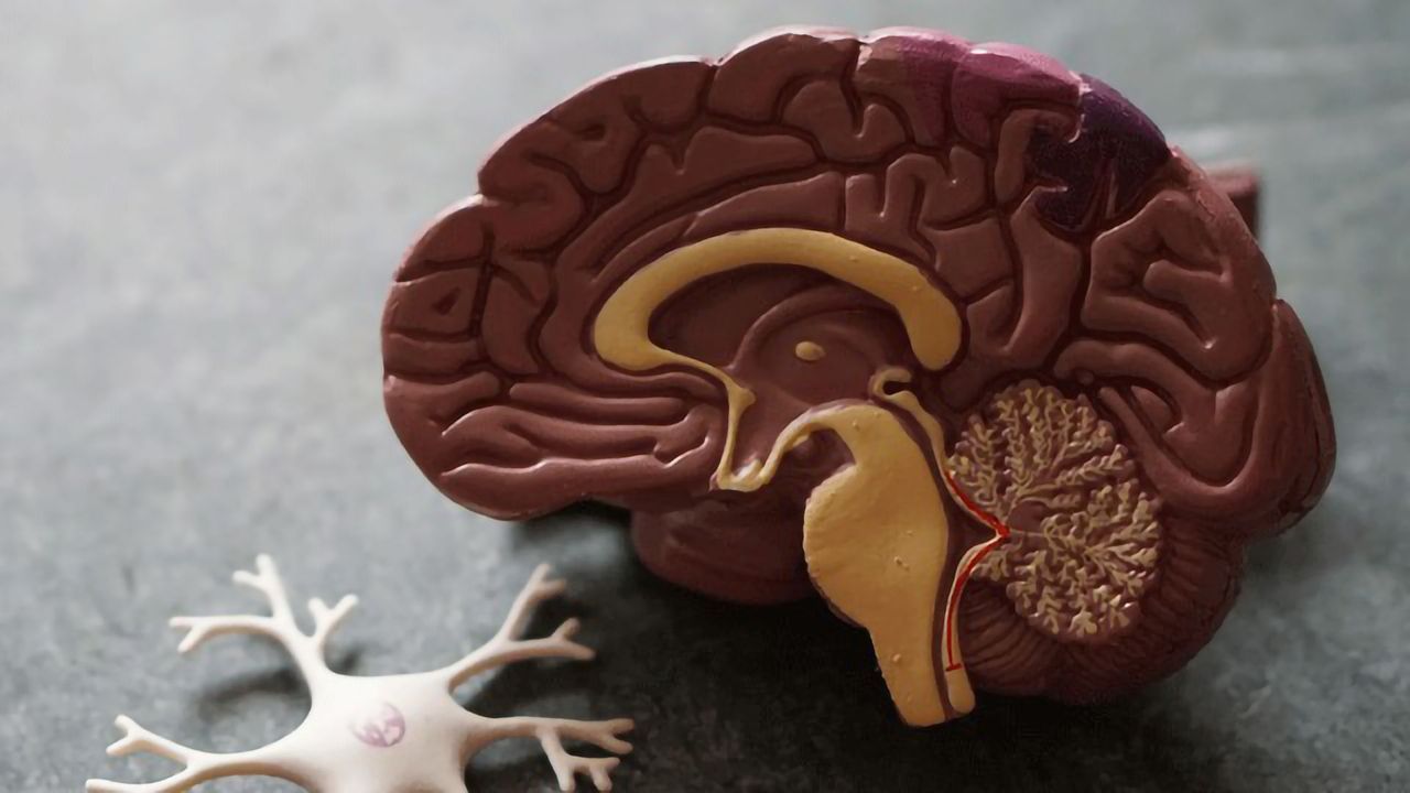 Better Delivery Within the Brain by Utilizing LAT1