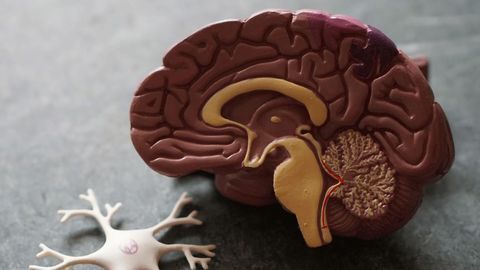 Better Delivery Within the Brain by Utilizing LAT1