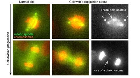 Mutation Mechanism Essential for Cancer Development Uncovered