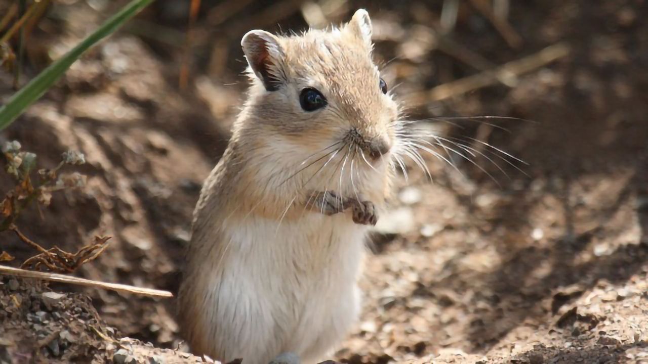 Gerbil Ear Hairs Act as a Volume Control
