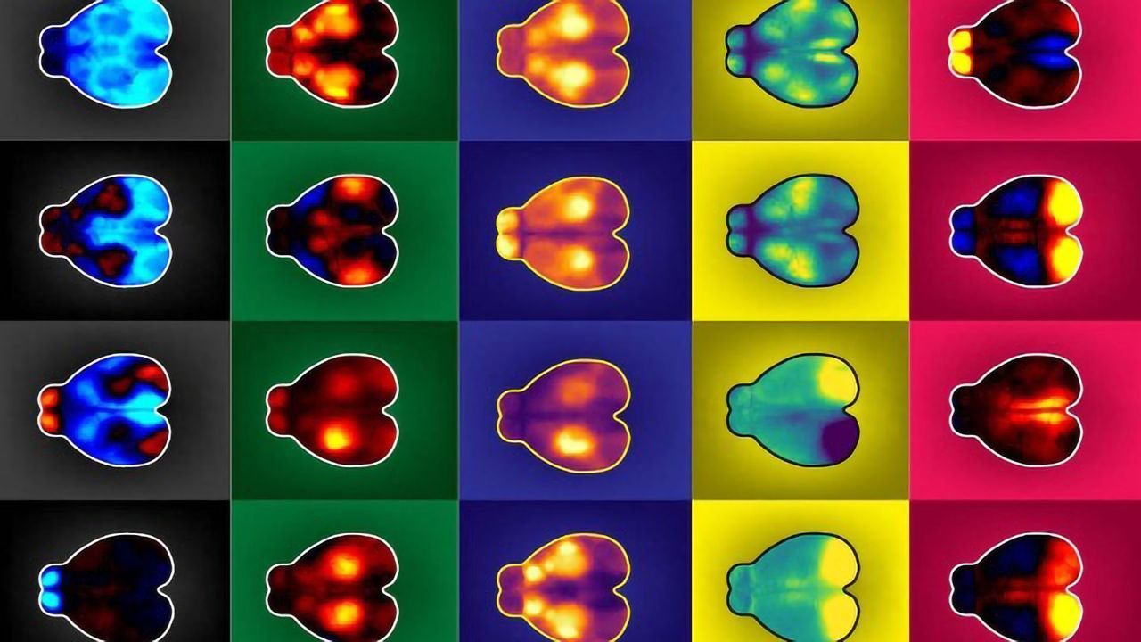 Mice Fidget When Deep in Thought, Just Like Humans