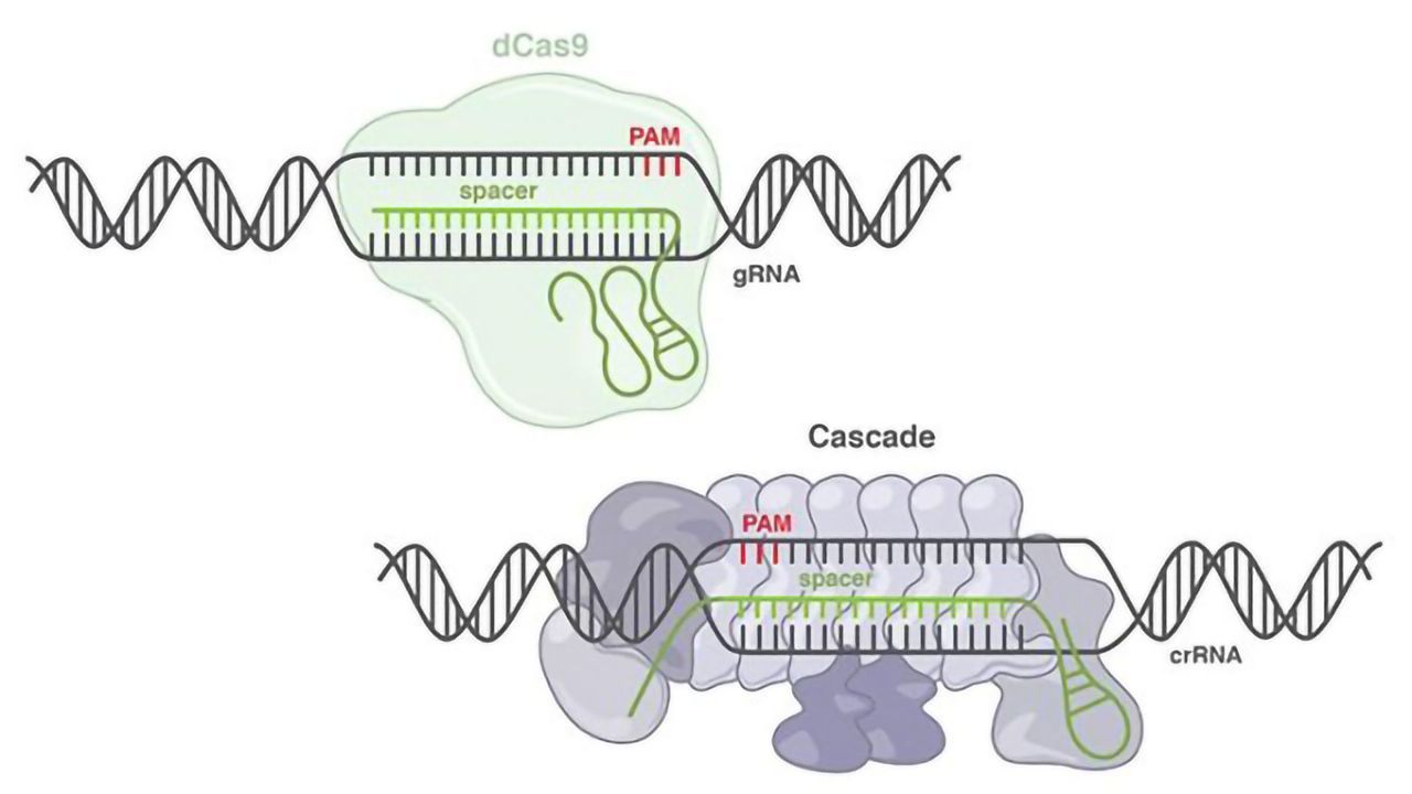 CRISPR Tool Opens Up a New Frontier of Genome Engineering Technologies