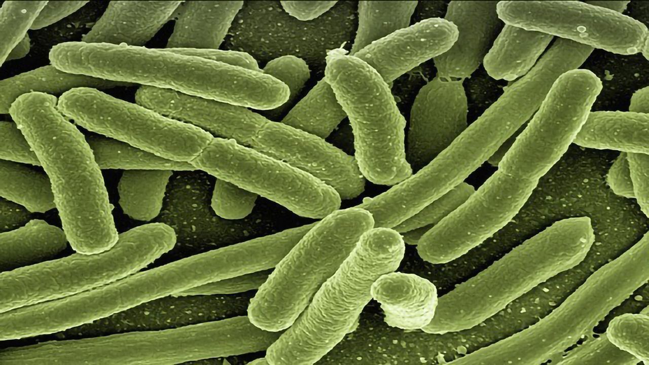 Breakthrough in Fight Against High Priority Pathogen