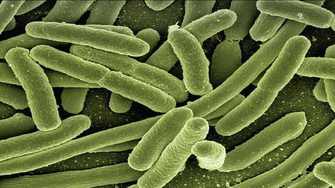 Breakthrough in Fight Against High Priority Pathogen