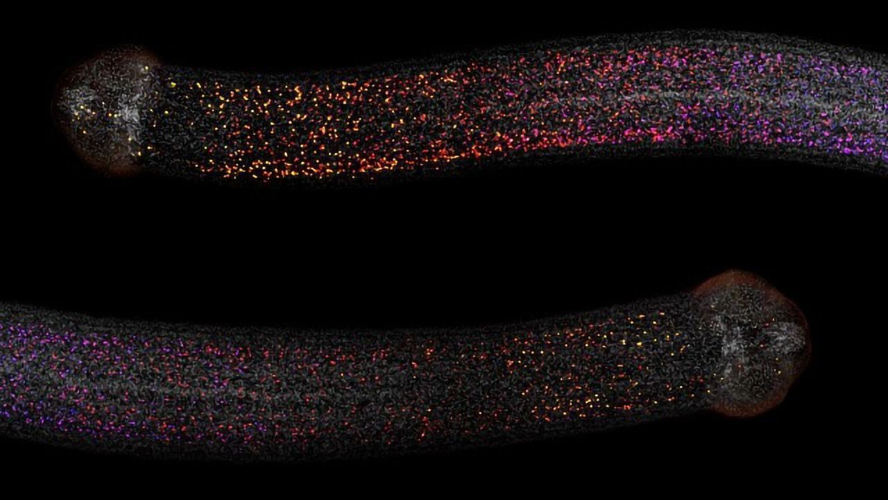Tapeworms Need to Keep Their Head to Regenerate
