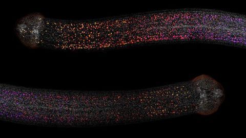 Tapeworms Need to Keep Their Head to Regenerate