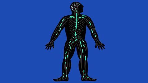 Nerve Repair: Regeneration in Spinal-cord Injury