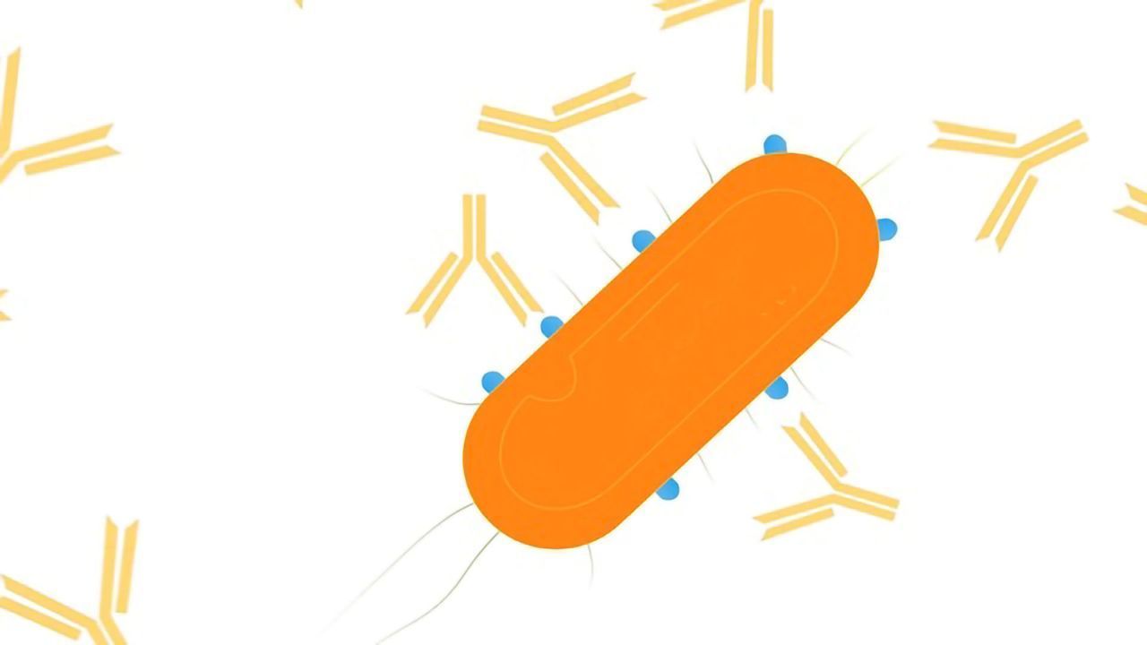 Monoclonal Antibodies: Making Cancer a Target