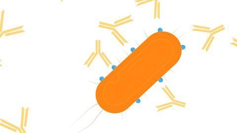 Monoclonal Antibodies: Making Cancer a Target