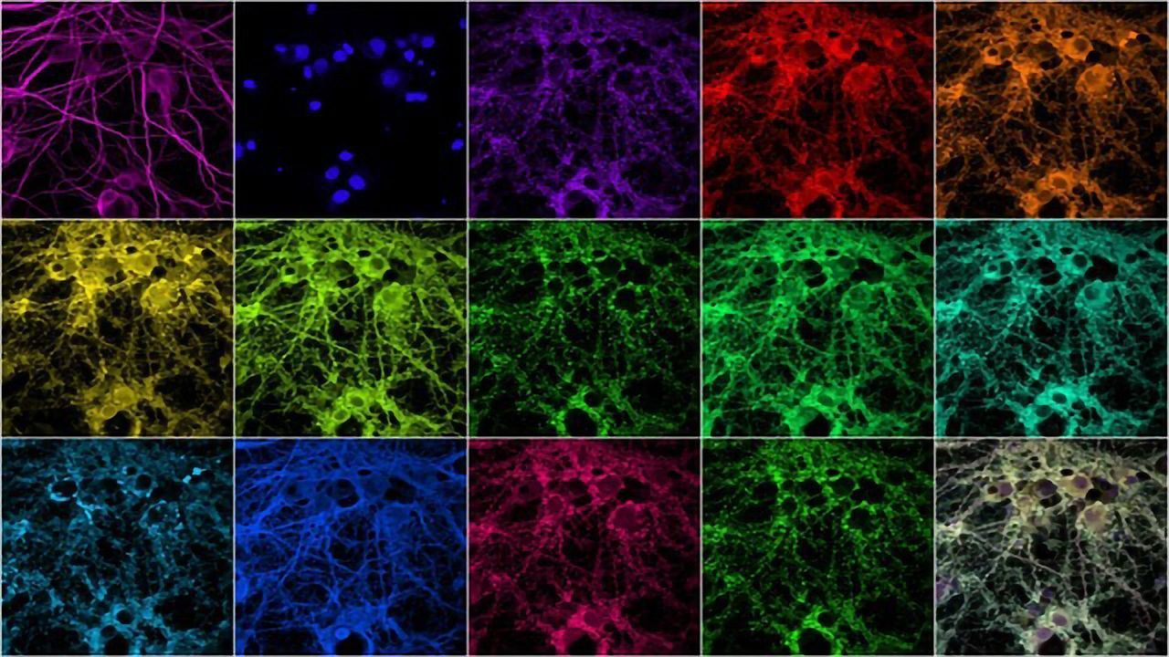 Novel Imaging Technique Enables A Closer Look at Individual Synaptic Proteins