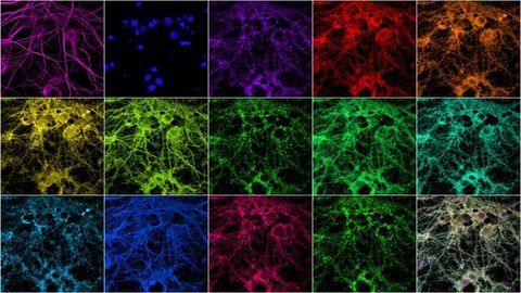 Novel Imaging Technique Enables A Closer Look at Individual Synaptic Proteins