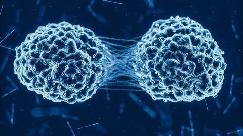 Re-engineering Fat Cells To Deliver Cancer-fighting Drugs