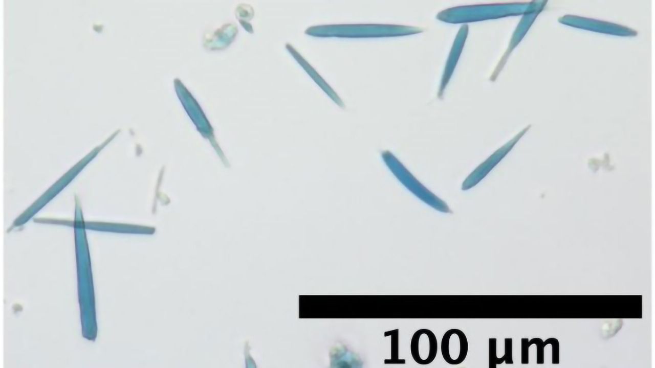 Making Cells Magnetic Using Protein Crystals