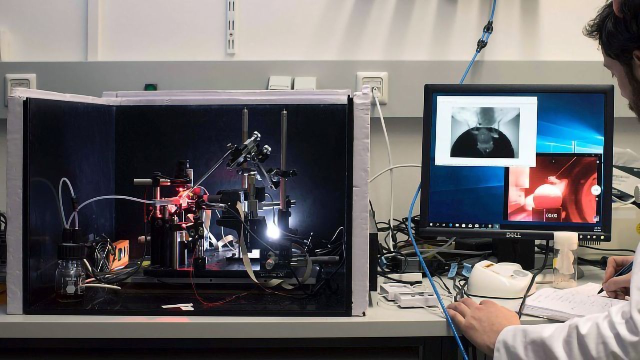 Here's the Secret to Motivation (for Fruit Flies, at Least)