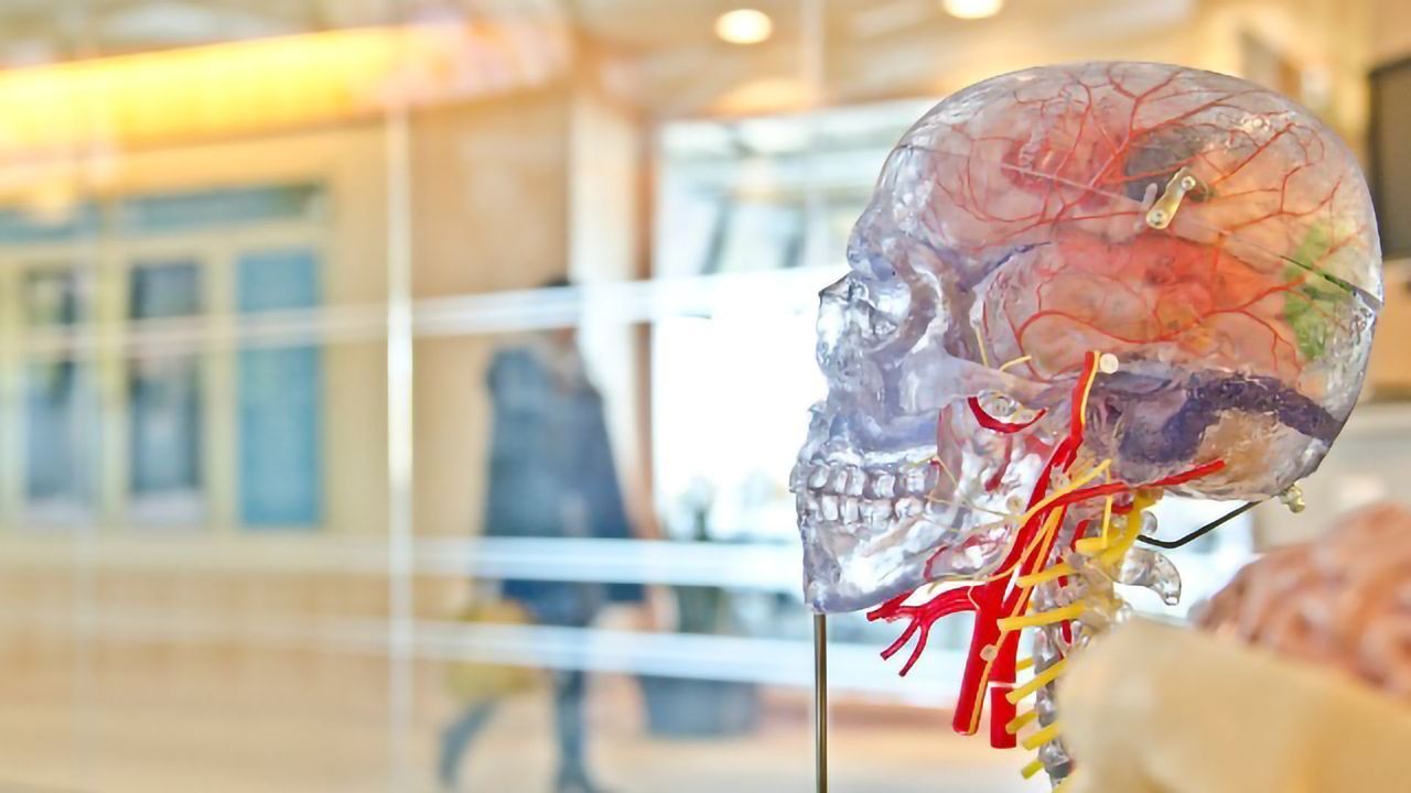 What We'll Learn About the Brain in the Next Century