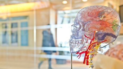 What We'll Learn About the Brain in the Next Century