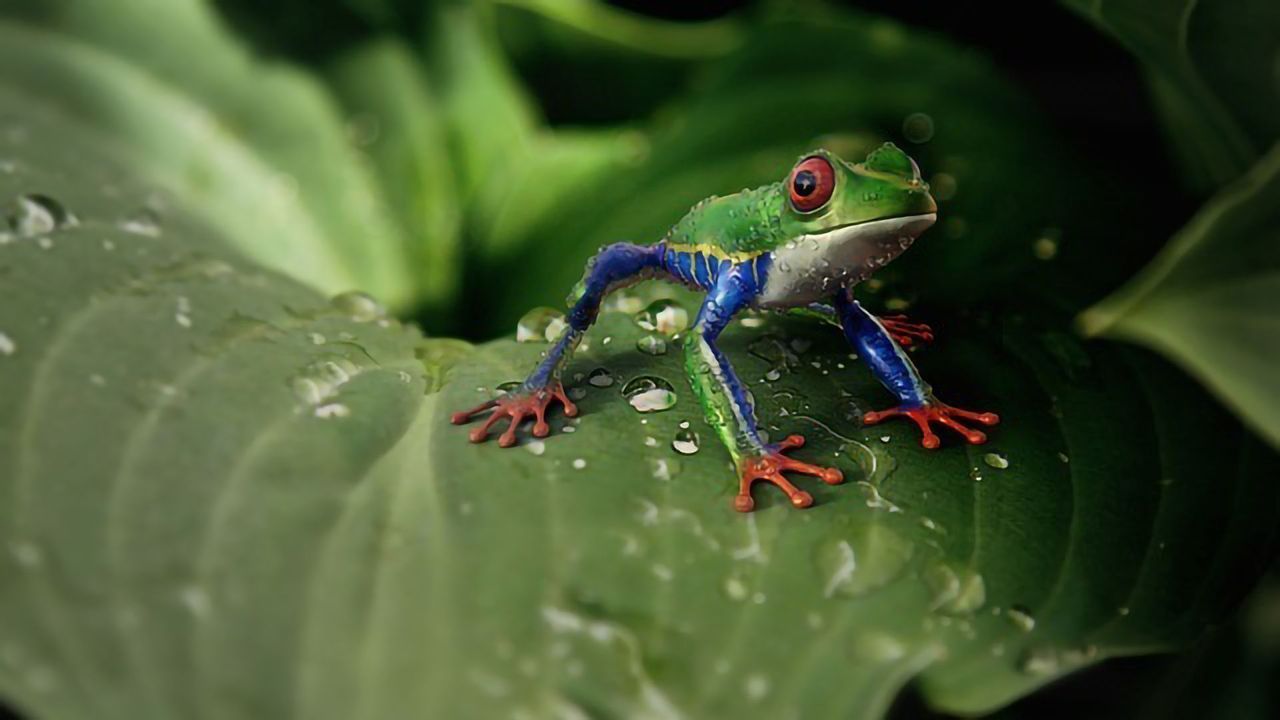When Disease Endangers Animals, Predators Might Be the Solution