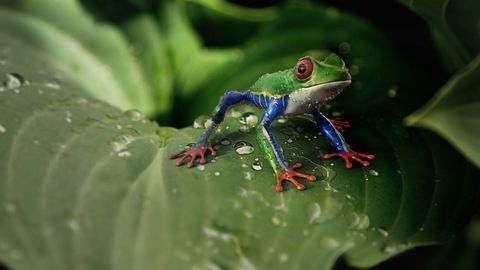 When Disease Endangers Animals, Predators Might Be the Solution