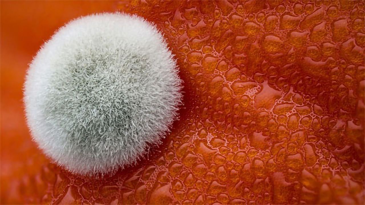 Mold on a Tomato