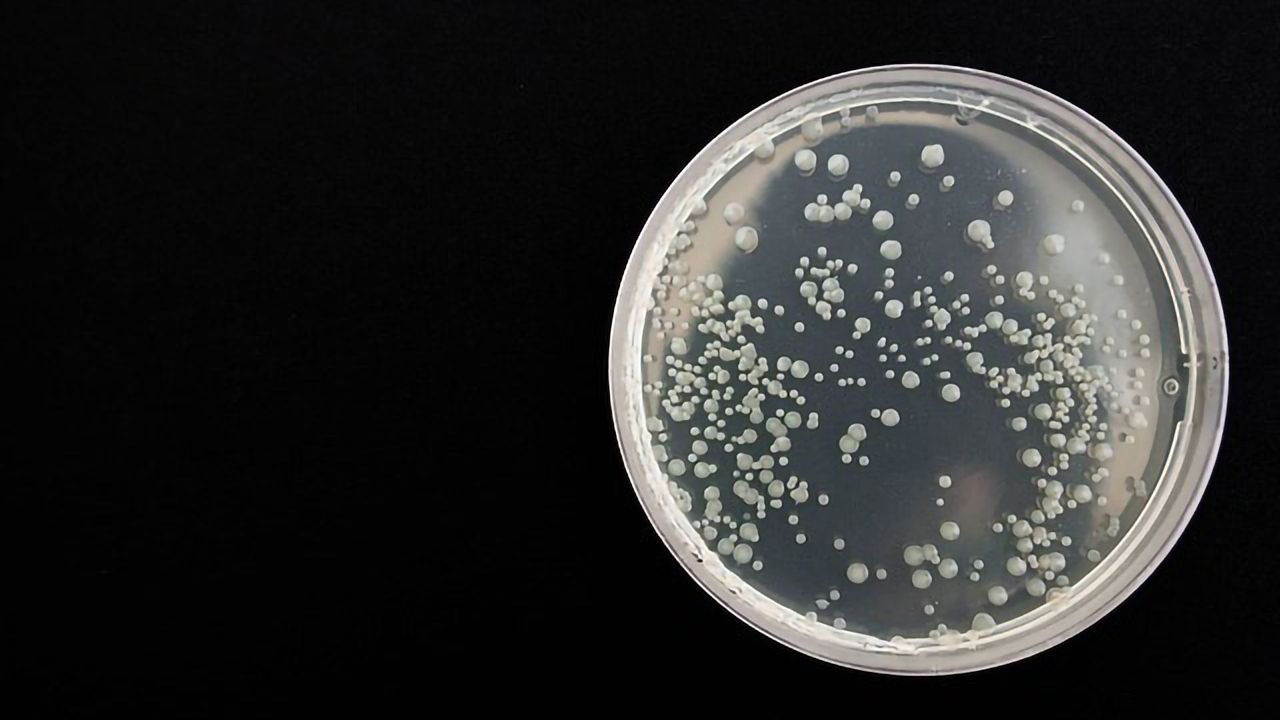 Expansion Mediums for Cell Therapy Research