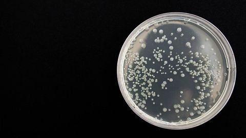 Expansion Mediums for Cell Therapy Research