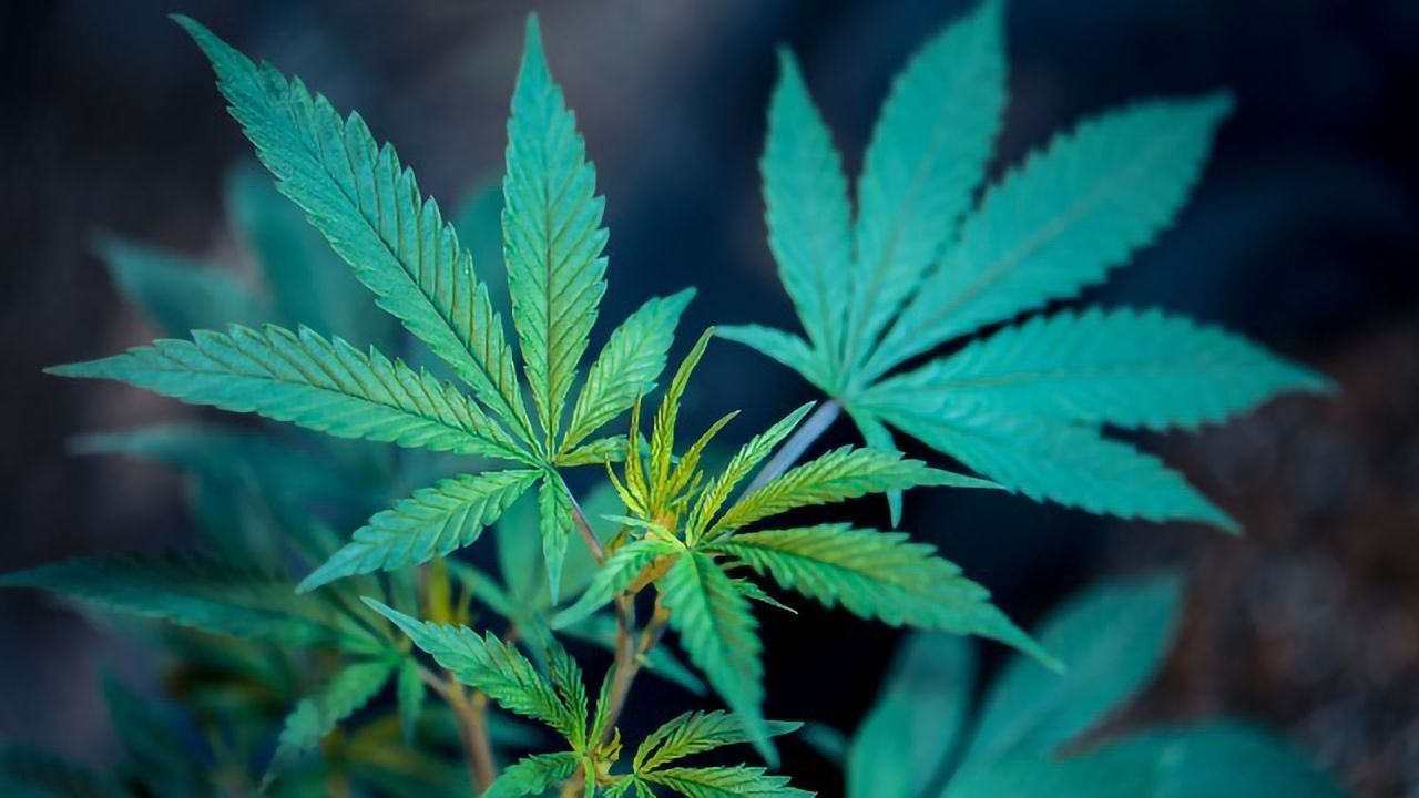 How CBD Can Block Cannabis's Psychiatric Side Effects