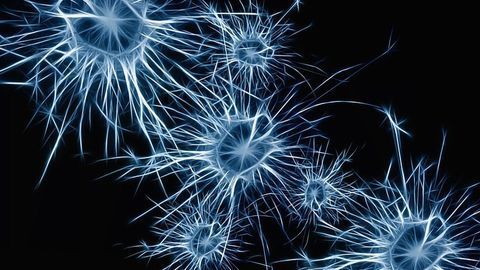 Is This Brain Cell the Link Between Consciousness and Its Contents?
