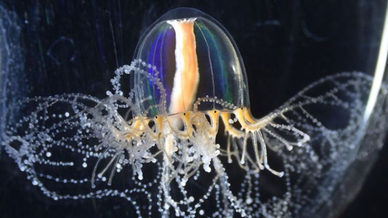 Jellyfish's "Superpowers" Gained Through Cellular Mechanism