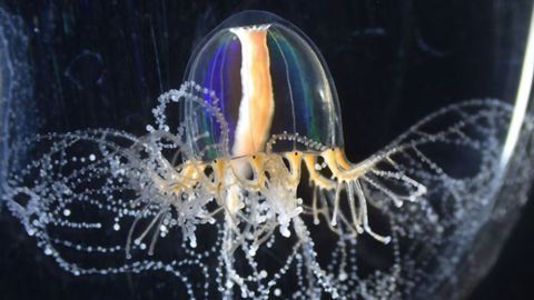 Jellyfish's "Superpowers" Gained Through Cellular Mechanism
