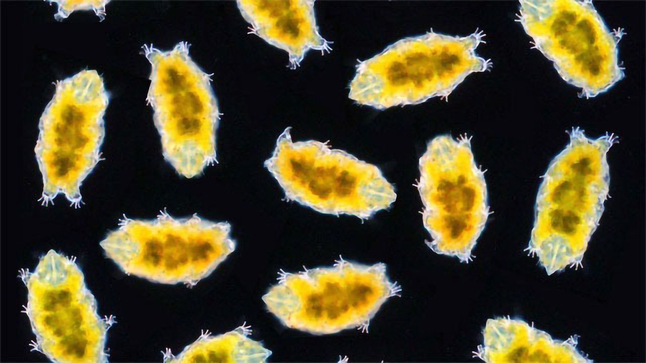 How Do "Water Bears" Survive the Extremes?