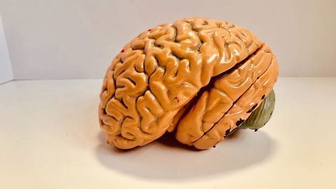 Inflammatory Protein Could Put the Brakes on Alzheimer's
