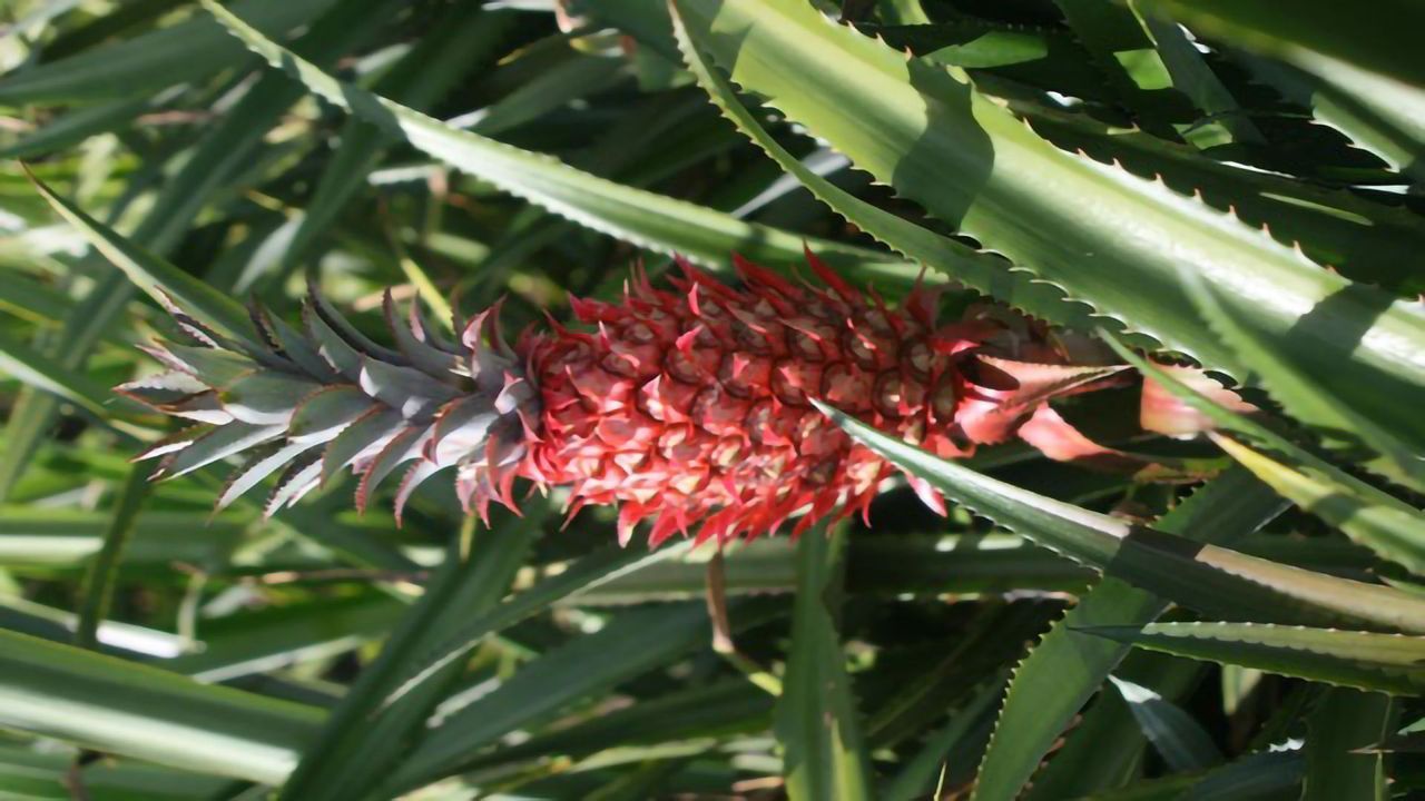 Red Pineapple Genome Provides Sweet Insights Into Plant Domestication
