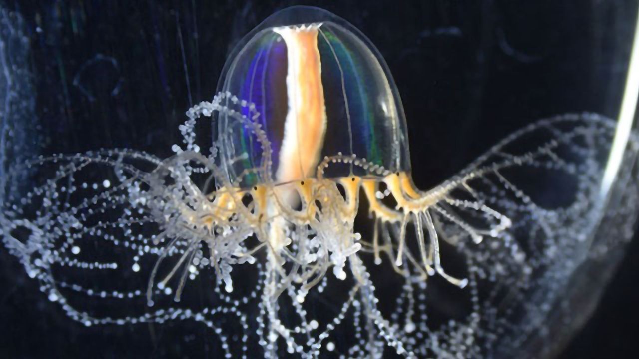 Jellyfish