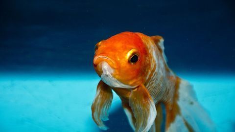 Fish Fathers Exhibit “Baby Brain”