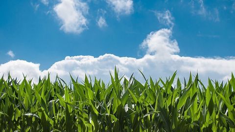Rising Ozone a Hidden Threat to Corn
