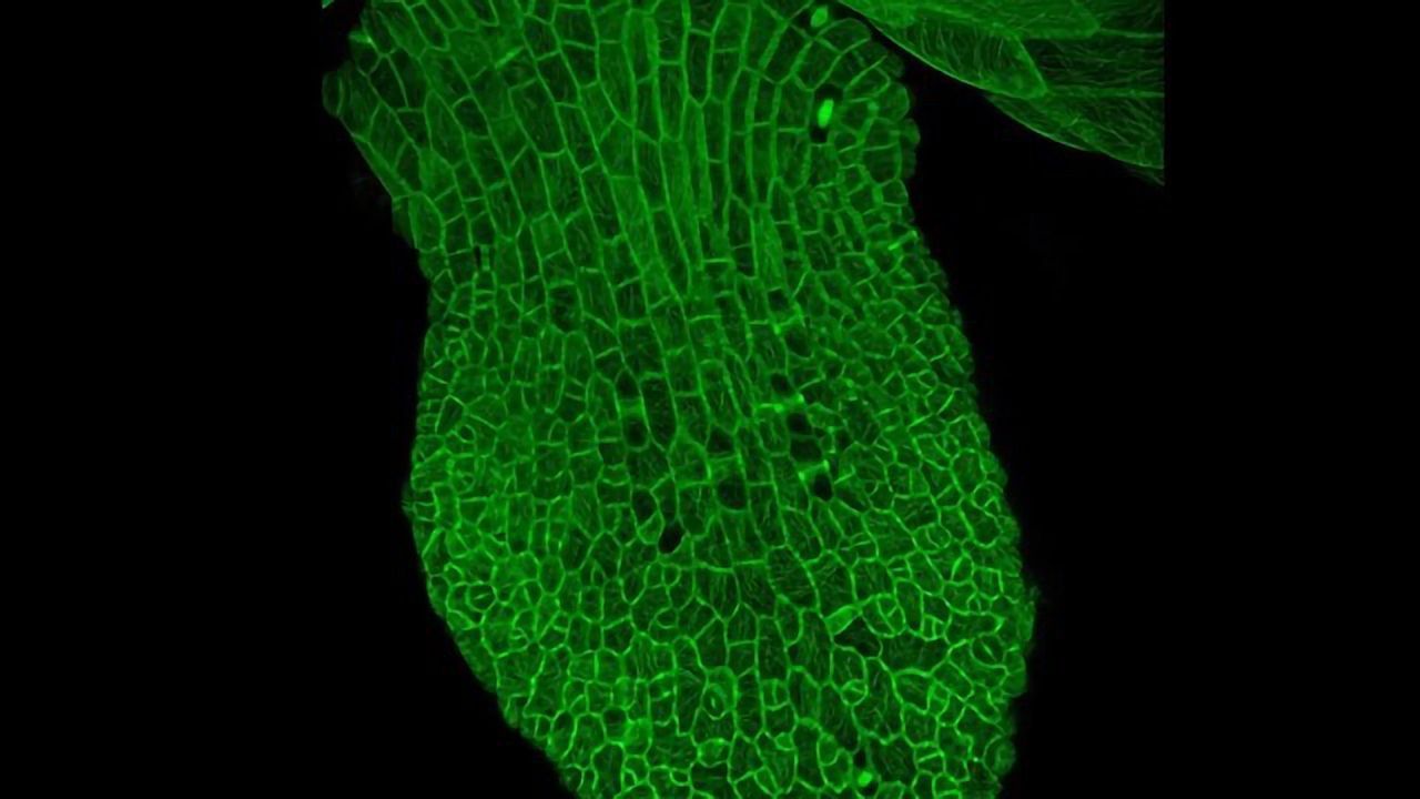 Genes in the Environment