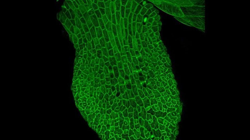 Genes in the Environment content piece image