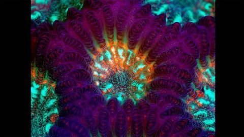 Stony Coral