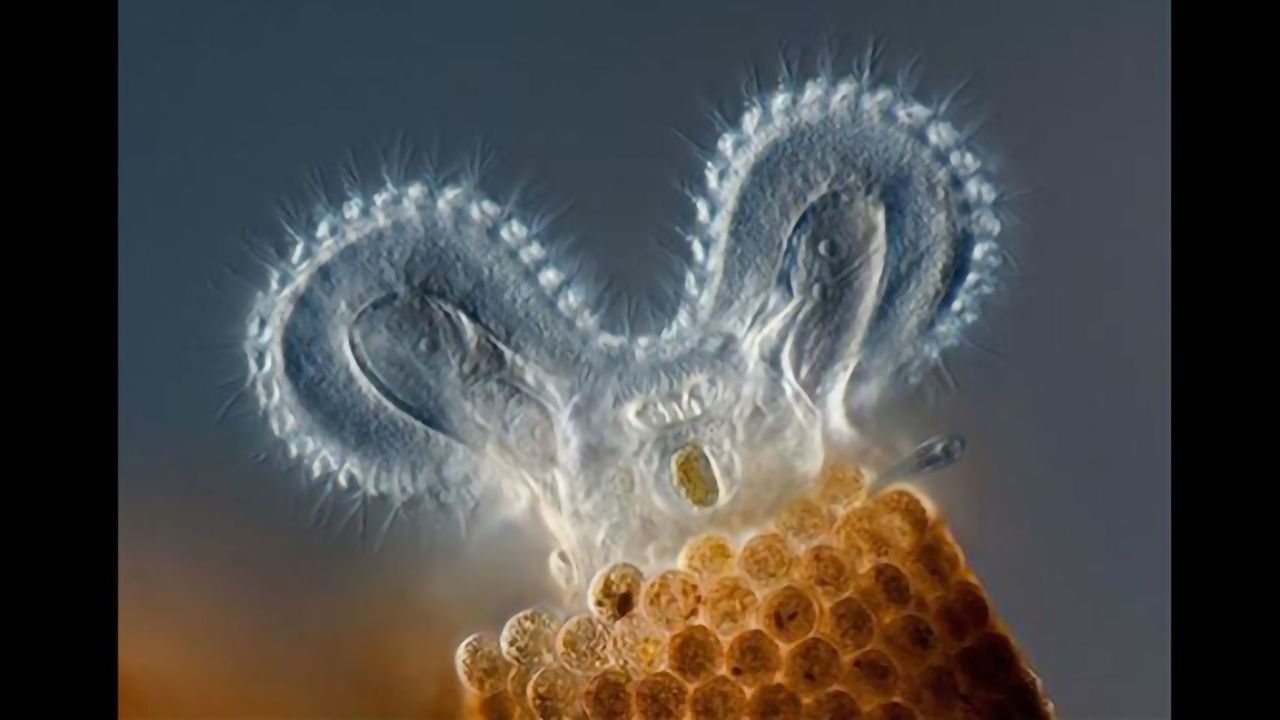 Rotifer